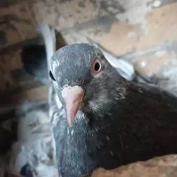 کبوتر