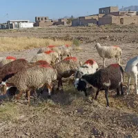 میش آبستن