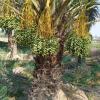 نیاز به کنه زن