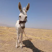 الاغ نر