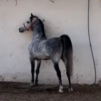 فروش اسب کرد درجه یک