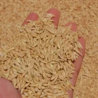 فروش جو درجه یک