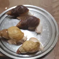 حلزون