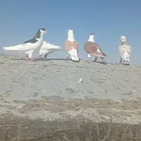 کفتر بوم کبوتر پرشی ۳ دسته کفتر مشهد و گلبهار