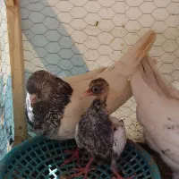 کفتر کبوتر
