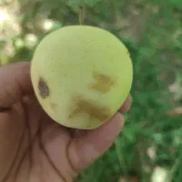 سیب خوراک دام
