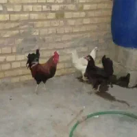 مرغ وخروس