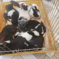 خرگوش