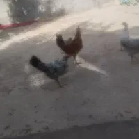 جوجه محلی شش عدد