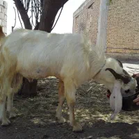 یک راس نری فروشی
