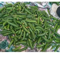 خیارمحلی بوته‌ای وکدوخورشتی