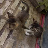 واگذاری بچه گربه