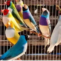 فروش و خرید انواع پرنده زینتی