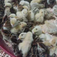 بلدرچین تخم گزار