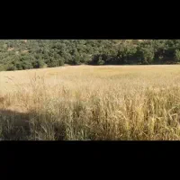 زمین کشاورزی
