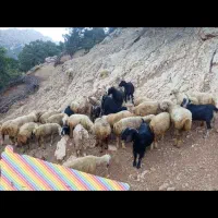 گوسفند جهت معاوضه