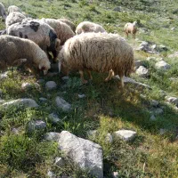 قوچ|حیوانات مزرعه|بیلوار, |دیوار
