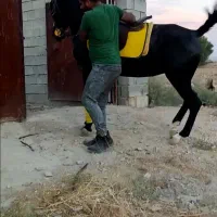 اسب .مادیان مشکی