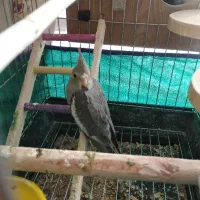 جوجه عروس خوشگل