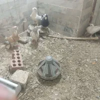 کبوتر