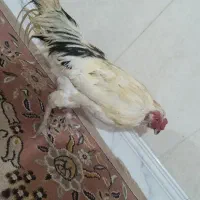 خروس