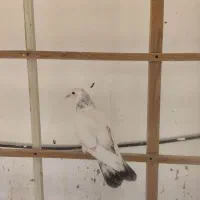 کفترتهرانی پرشی دم سبزکاکلی کله دم سبزکفترشهرستانی