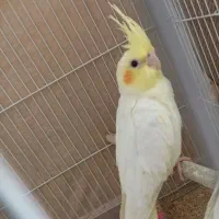 جوجه عروس هلندی