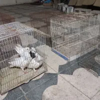 چندقفس پرنده ،سه بچه کبوتر هفت رنگ واکسی