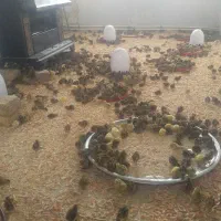 بلدرچین جوجه،مولد