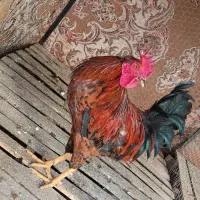 خروس محلی خوش رنگ و جوان