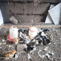 جوجه گلین 15 روزه در تمامی رنگ ها  تضمینی