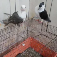 مجسمه کبوتر