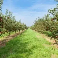 باغ زمین مسکونی شاهنامه فردوسی گوارشک دیاکو اقساطی