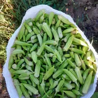 بامیه بازدید حمیدیه