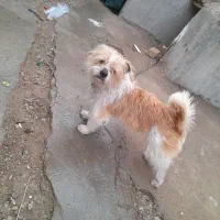 پاپی