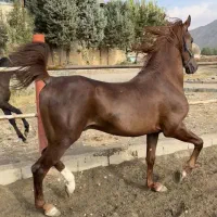 سیلمی جهت کشش