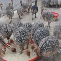 تعدادی جوجه شتر مرغ نژاد گردن ابی