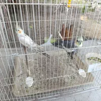 عروس هلندی
