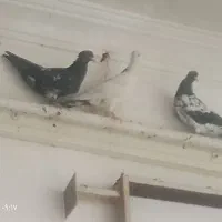 جوجه کله والمانی
