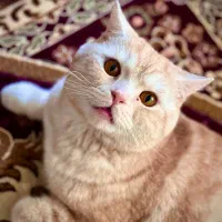 گربه بریتیش