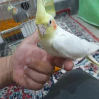 عروس‌هلندی،کوتوله،مرغ عشق،فنچ،تعدادی پرنده گلچین
