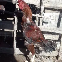 معاوضه خروس لاری۴دونگ فول