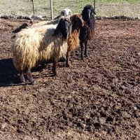 550000000|حیوانات مزرعه|سیلوانه, |دیوار