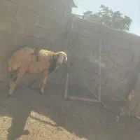 بره قوچی