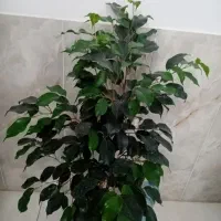 گل و گیاه|گل و گیاه طبیعی|جهرم, |دیوار