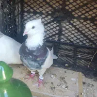 کبوتر طوقی مشکی گمشده