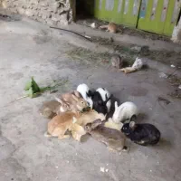 خرگوش