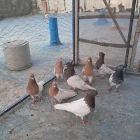 کبوتر کله ای گرده ای