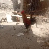 خروس محلی