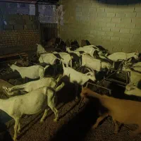 انواع کهره سانن اصل اصل